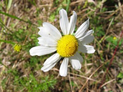 tripleurospermum perforatum