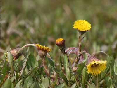 tussilago farfara