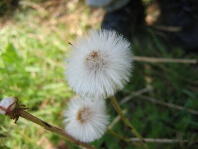 tussilago farfara frucht