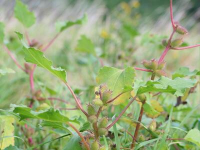 xanthium albinum