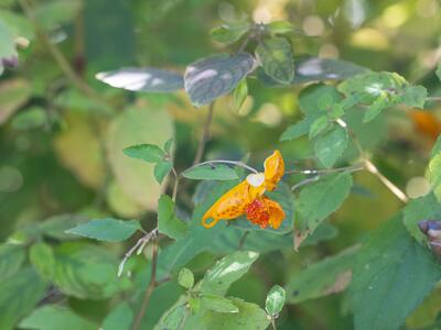 impatiens capensis
