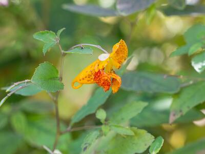 impatiens capensis detail