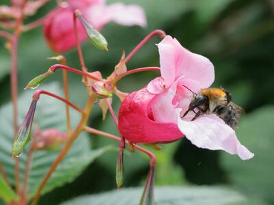 impatiens glandulifera