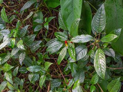 impatiens hians