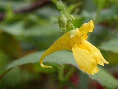 impatiens noli-tangere