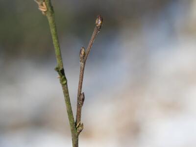 betula pubescens knospe