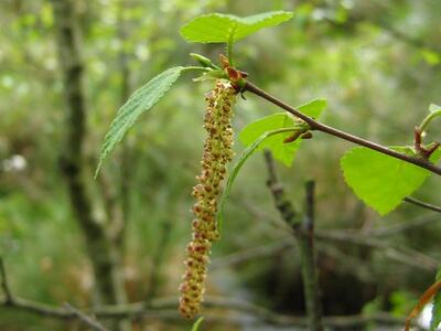 betula pubescens ssp glutinosa bluete