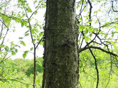 betula pubescens ssp glutinosa rinde