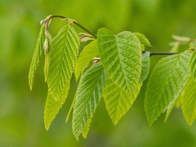 carpinus betulus blatt