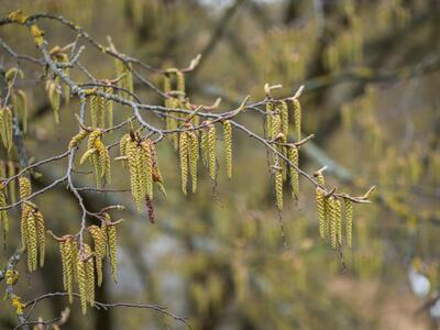 carpinus betulus bluete