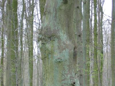 carpinus betulus stamm