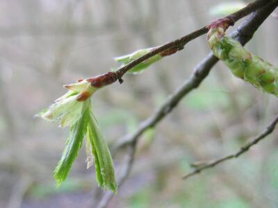 carpinus betulus stipeln