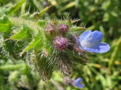 anchusa arvensis