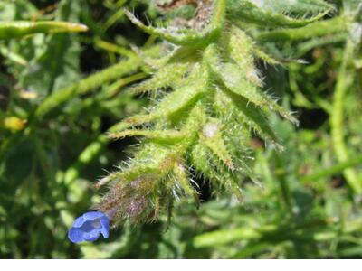 anchusa arvensis ganz