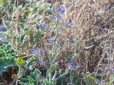 anchusa azurea