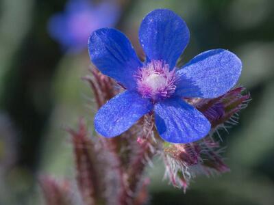 anchusa azurea detail