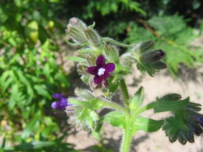 anchusa officinalis