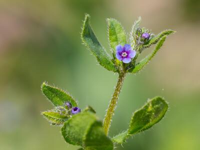 asperugo procumbens