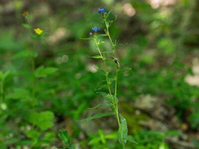 buglossoides purpurocaerulea