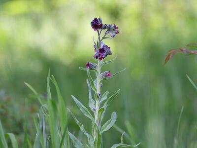 cynoglossum officinale