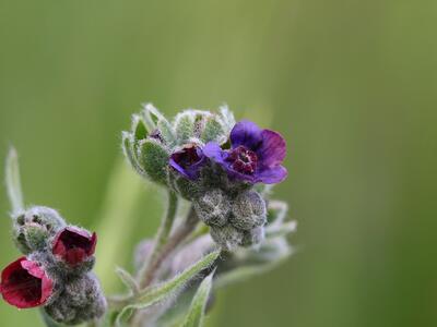 cynoglossum officinale bluete