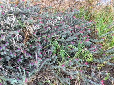 echium angustifolium