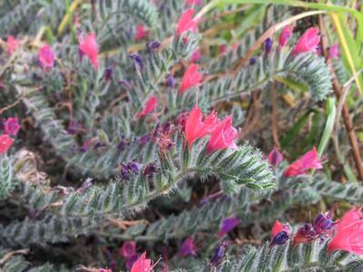 echium angustifolium detail