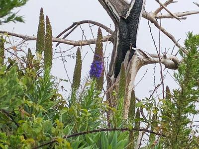 echium candicans