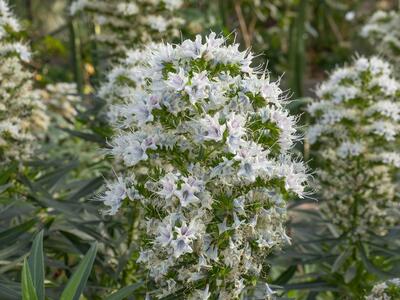 echium descaisnei detail