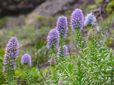 echium nervosum