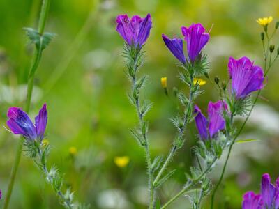 echium plantagineum