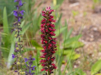 echium russicum