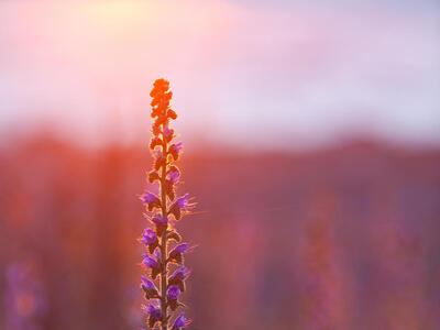 echium vulgare