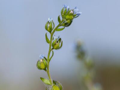 lappula squarrosa