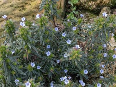 lithodora zahnii