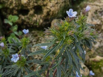 lithodora zahnii detail