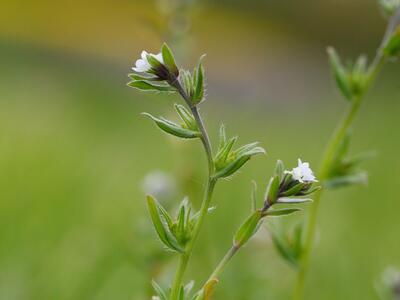 lithospermum arvense ssp arvense