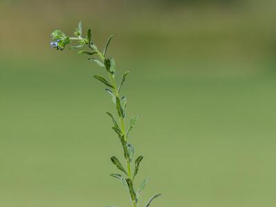 lithospermum arvense ssp sibthorpianum