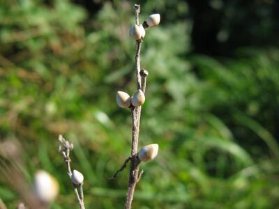 lithospermum officinale