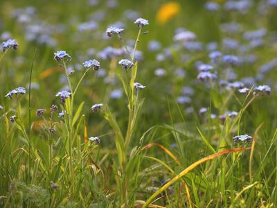 myosotis alpestris