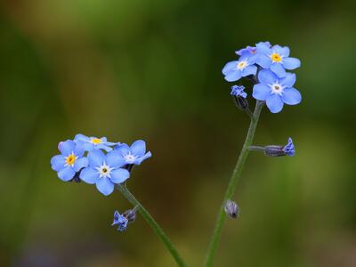 myosotis alpestris detail