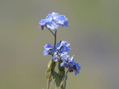 myosotis decumbens