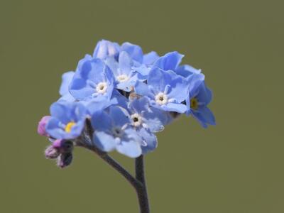 myosotis decumbens detail