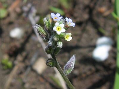 myosotis discolor