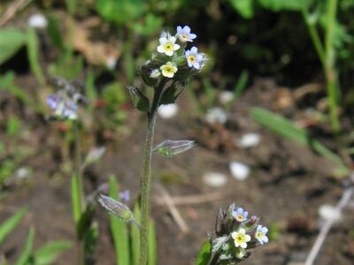 myosotis discolor habitus