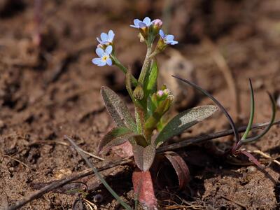 myosotis laxa ssp baltica