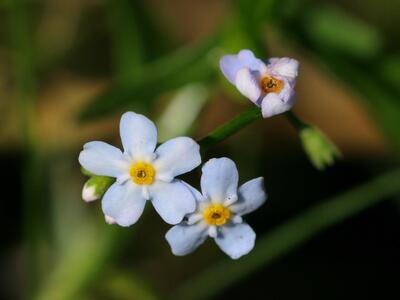 myosotis laxa ssp laxa