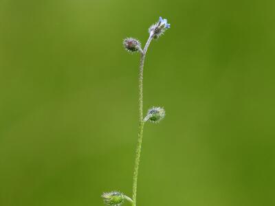 myosotis ramosissima