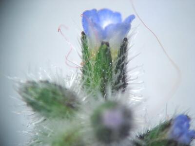 myosotis ramosissima detail