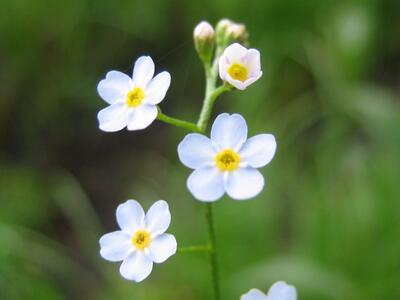 myosotis scorpioides